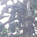 Anacardium occidentale 树皮