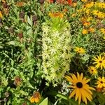 Eucomis pallidiflora Flower