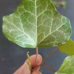 Hedera helixBlad