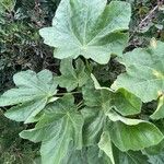 Malva arborea Yaprak