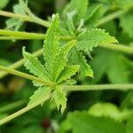 Potentilla thurberi 葉