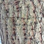 Ulmus laevis പുറംതൊലി