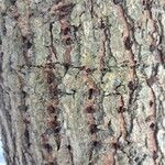 Ulmus laevis Bark