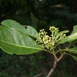 Chionanthus pedunculatus Hábitos