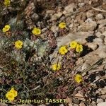 Helianthemum cinereum Celota