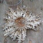 Carlina acanthifolia Flower