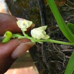 Polystachya obanensis Flor