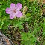 Geranium viscosissimum Kukka