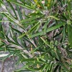 Phagnalon saxatile 葉