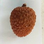 Litchi chinensis Fruit