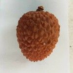 Litchi chinensis Frukt