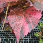 Acalypha wilkesiana Leaf