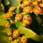 Euphorbia neriifolia Kvet