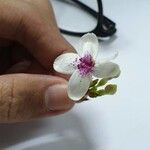 Pseuderanthemum carruthersii Кветка