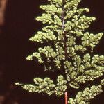 Cheilanthes acrostica Leaf