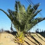 Phoenix canariensis Vekstform