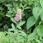 Spiraea salicifolia 花