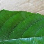 Conceveiba guianensis Други