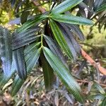 Podocarpus elatus Lehti