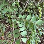Piptadenia adiantoides Leaf
