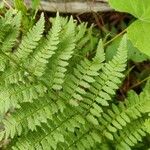 Dryopteris carthusiana برگ