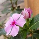 Catharanthus roseusFlower