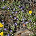 Phacelia cephalotes Συνήθη χαρακτηριστικά