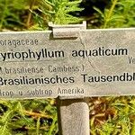 Myriophyllum aquaticum Прочее