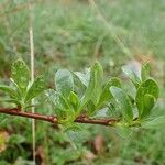 Salix retusa Habit