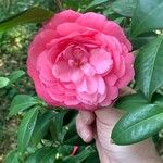 Camellia sasanqua Blomma