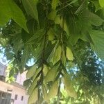 Acer negundo Fruit