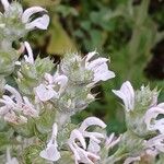 Salvia aethiopis Flower