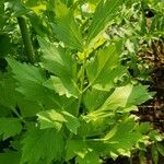 Levisticum officinale Blatt