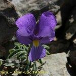 Viola diversifolia