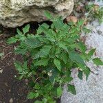 Chenopodium ficifolium Elinympäristö