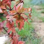 Abelia grandiflora Folha