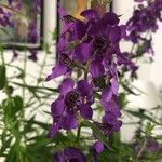 Angelonia angustifolia花