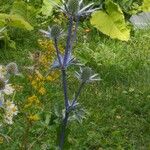 Eryngium planum Flower