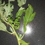 Xanthium spinosumЛіст