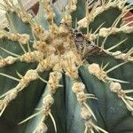 Ferocactus glaucescens Foglia