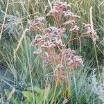 Limonium ovalifolium फूल