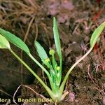 Ranunculus revelierei Other