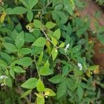 Cleome aculeata Floro