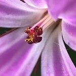 Geranium robertianum Flower