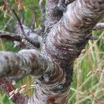 Betula humilis Bark