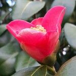 Camellia japonica Floare