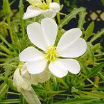 Oenothera cespitosa Flower