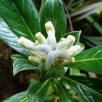 Chassalia gaertneroides Fleur