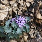 Physoplexis comosa 花