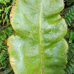 Elaphoglossum crinitum Fulla